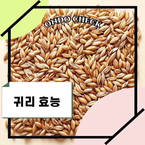 귀리 효능 6가지: 부작용은 이것! | Ondocheck