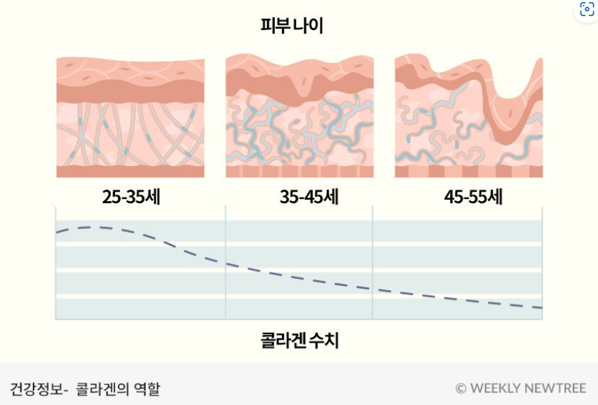 콜라겐-피부나이